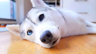 Come Hang Out With My Husky! (LIVE)