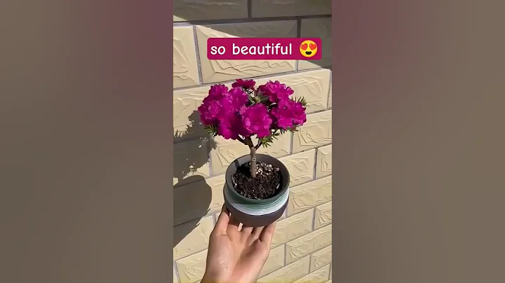 🌸 Unique Tips for Growing Portulaca | Easy Gardening Ideas#plants#shortvideos #garden#gardening#fyp