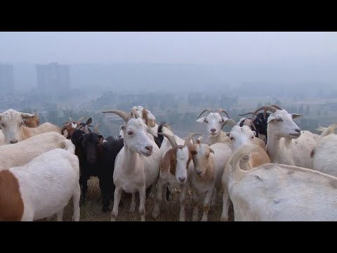 Vidéo: Les chèvres mangeront-elles de l'euphorbe feuillue ?