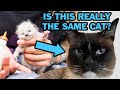 Colorpoint Kittens: Amazing Color-Changing Cats!