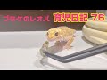 プラケのレオパ育児日記 76（ぺこる生後112日目）
