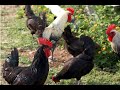 Modern Free Range Organic Desi Chicken and Egg Farming in Pakistan | Eva-Anna Farms