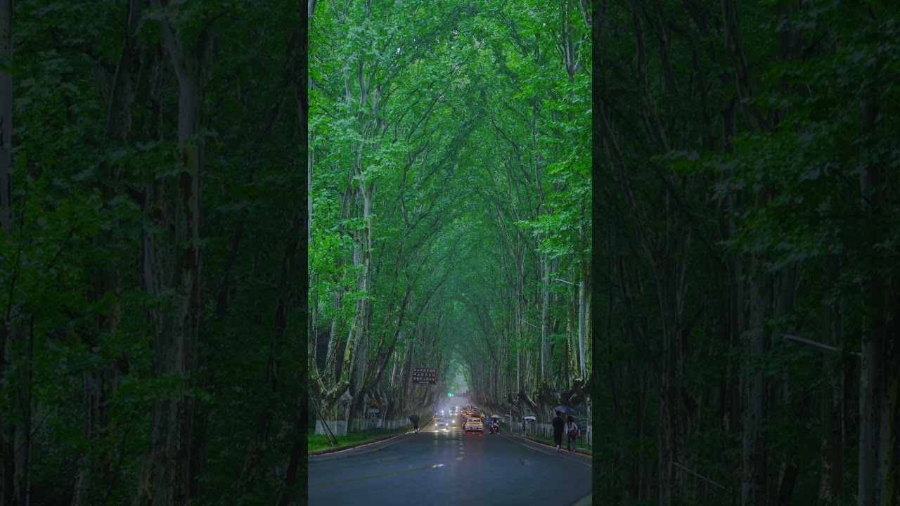 Nanjing's MAGICAL Tree Tunnel in Rain! 🌳 Soothing Drive You NEED to See!