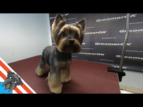 Grooming yorkie head - Yorkie transformation