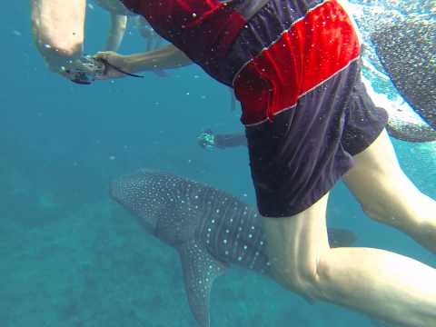 Video: Táto Podvodná Vila Na Maldivách Vám Umožní Spať So žralokmi