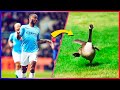 Why Does Raheem Sterling Run Like A Goose?