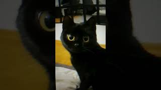 my black cat 🖤#black #cat #mycat #love #fyp #حمودي #Hamode #mohammad #debse