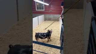 Information 17-3 Spot Lease Gilt Update