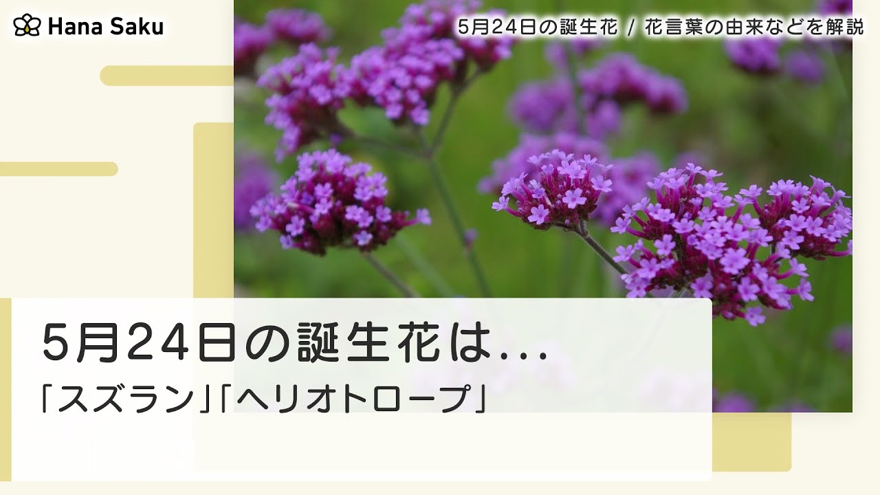 5月24日の誕生花 花言葉の由来 誕生日の有名人 何の日かも解説 Hanasaku