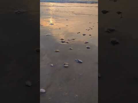 Βίντεο: Τι είναι η άμμος coquina;