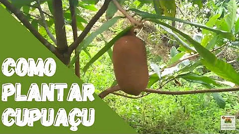 Como Adubar um pé de cupuaçu?