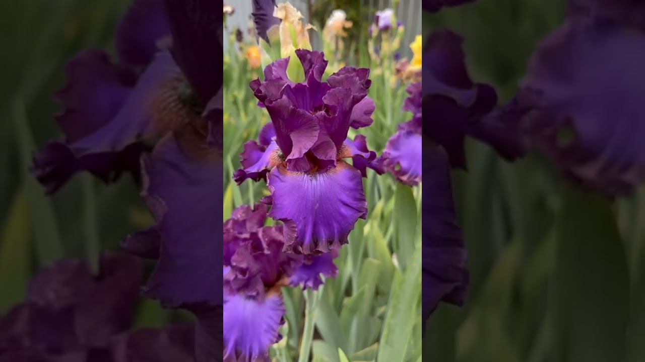 Краткий обзор 7 сортов ирисов
