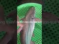 CÁ HÚ SÔNG - ĐẶC SẢN CÁ SÔNG THIÊN NHIÊN AN GIANG - SDT 0776491574
