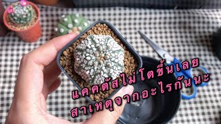 ทำไมแคคตัสไม่โตขึ้นเลย สาเหตุจากอะไรกัน ดินเสื่อมสภาพ หรือ มีเพลี้ยแป้ง?! | 29june.cactus EP.2