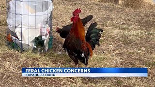Feathered Invasion Feral Chickens Ruffle Feathers In Honolulus Residential Communities