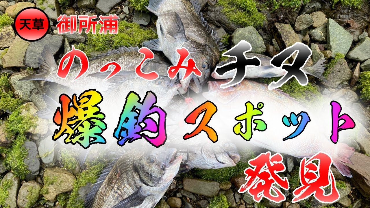 【天草】御所浦の『のっこみチヌ』爆釣スポットを発見しました！
