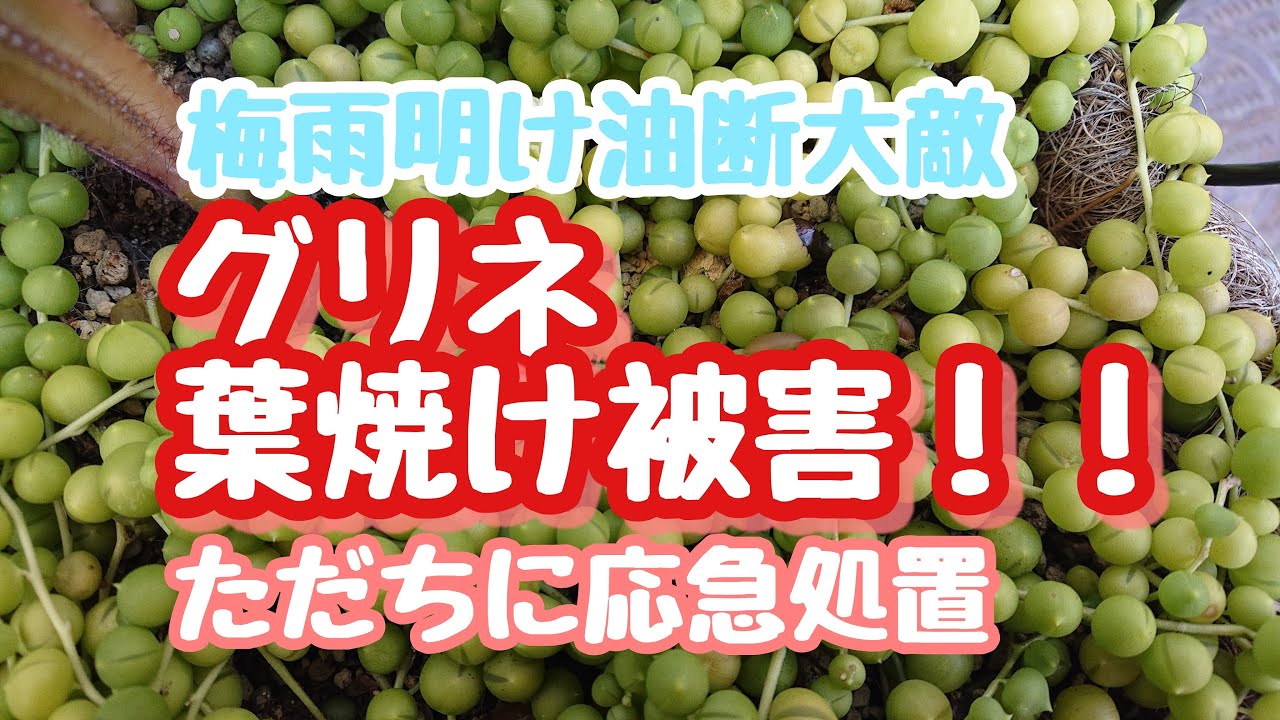多肉被害 グリーンネックレスが1日で葉焼け 原因 対処法をご紹介 Youtube 多肉被害 グリーンネックレスが1日で葉焼け 原因 対処法をご紹介 Youtube