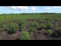 From the air at Thor Heyerdahl Climate Park in Myanmar