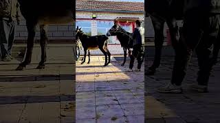 Funniest Donkey Ever Donkey Training the fun way 189