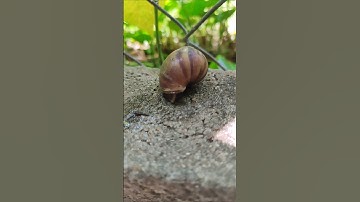 Vô tình thấy con ốc bị thương #snail #shorts