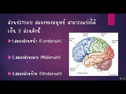 ระบบประสาท ep.2