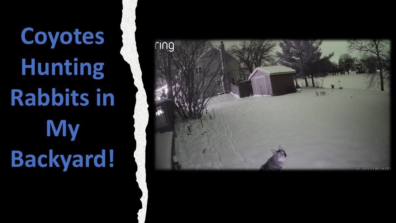 Late Night Critter Watch; Wabbit Season!