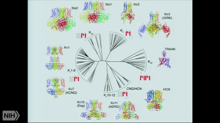 Biophysics and Biology of K+ Channels