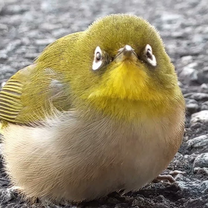 Very Cute, Fainting Japanese White-Eye #Shorts