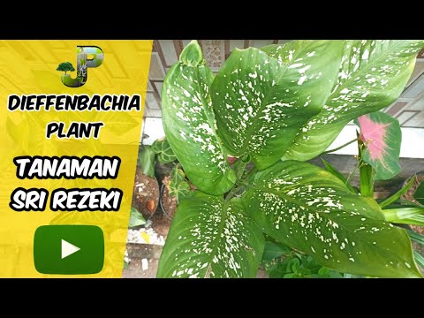 Video: Cây trồng trong nhà Dieffenbachia phổ biến: Các loại Dieffenbachia khác nhau
