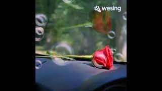 Download Lagu Gugurnya Bunga Cinta MP3 Download Lagu Gugurnya Bunga Cinta MP3