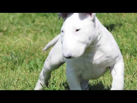 Video: Bull Terrier Köpək Hipoallergenik, Sağlamlıq Və Ömür