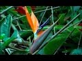 Cómo cultivar heliconias- TvAgro por Juan Gonzalo Angel