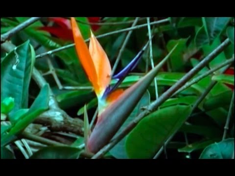 Vídeo: Guia de la mal altia d'Heliconia - Mal alties i tractament de les plantes d'Heliconia