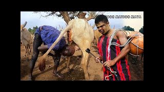 The Remarkable Mundari Tribe Of South Sudan Showers with Cow Urine