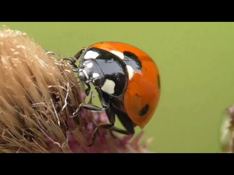 ЗАЧЕМ БОЖЬЕЙ КОРОВКЕ