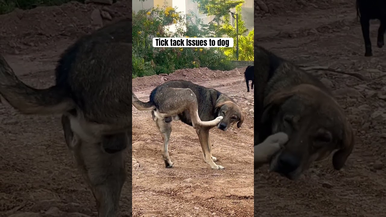 Tick tack issue for dog 