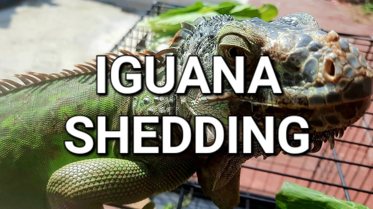 Photo inspiration: Visual Reference: Helping Reptile Shedding