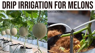 Set Up Automatic Irrigation System For Melons - Growing Melons