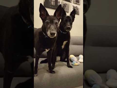 19 ноября 2025 г 