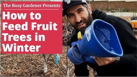 Fertilizing Fruit Trees in Winter (4th Season) - Backyard Orchard