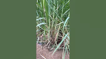 زراعة قصب السكر فى دولة الإمارات العربية المتحدة Sugar Cane Cultivation 