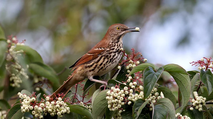 Brown Thrasher feeding on berries