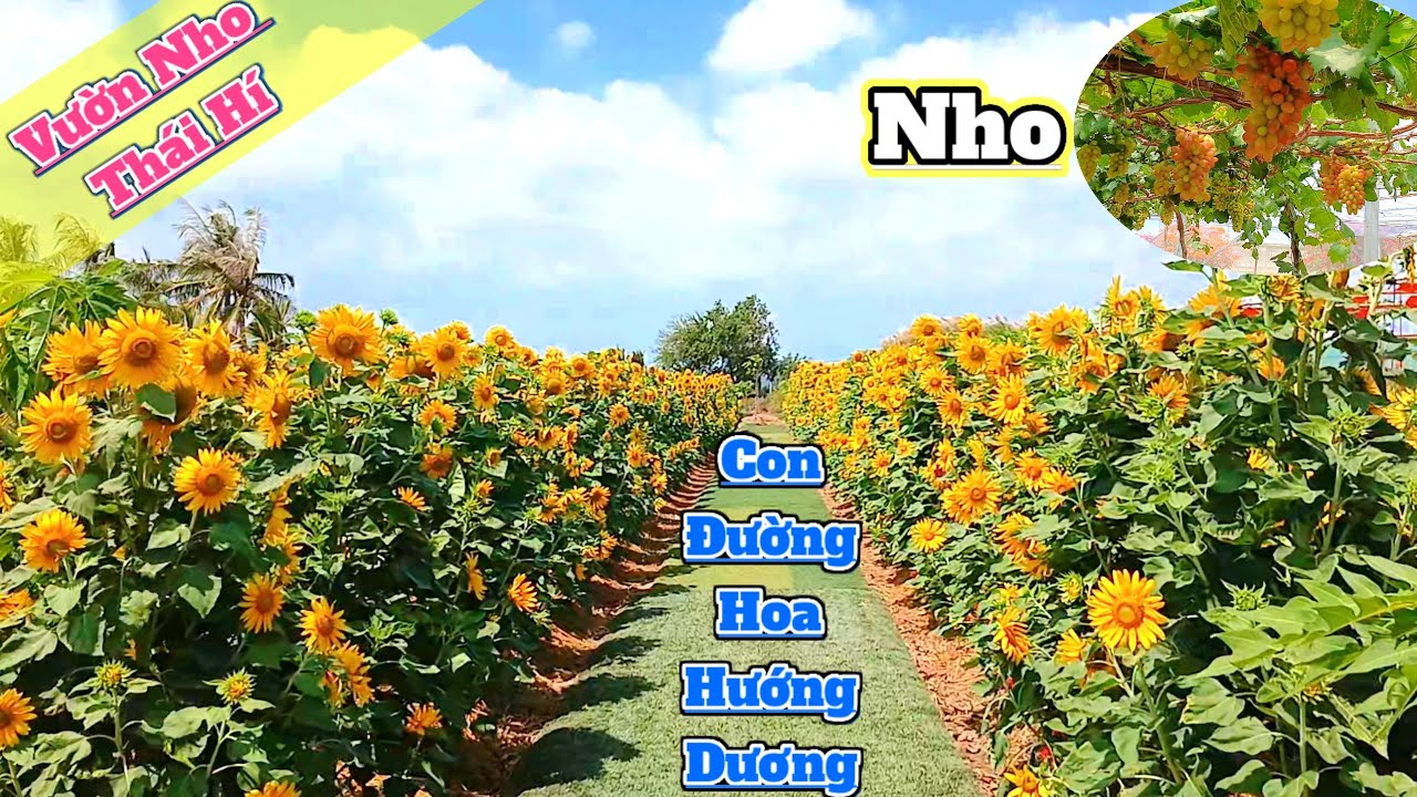 Tham quan vườn nho Thái Hí con đường hoa hướng dương mùng 5 Tết năm bính ngọ 2026
