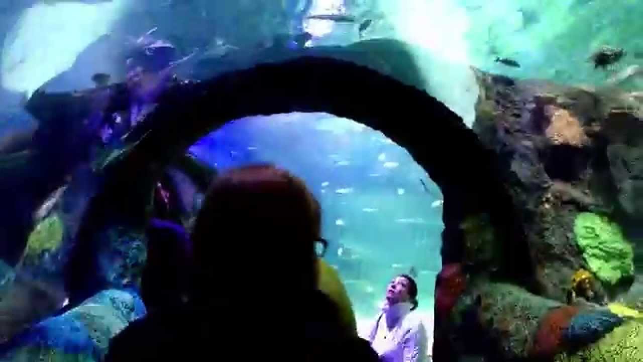 SEA LIFE Aquarium Michigan at Great Lakes Crossing - YouTube