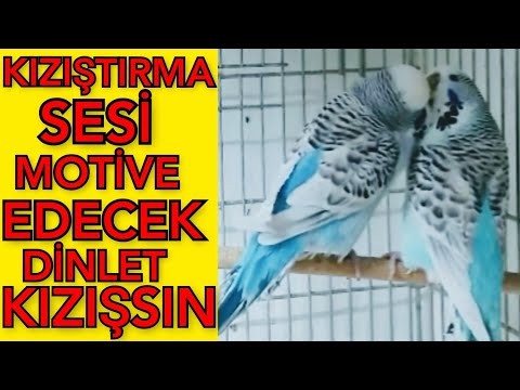 muhabbet kuşu kızıştırma sesi muhabbet kuşu sesi muhabbet kuşu çiftleştirme sesi quş səsi kuş sesi