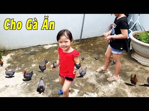 Video Trò Chơi Cho Đàn Gà Ăn ❤ Thiên Kim TV - youtube