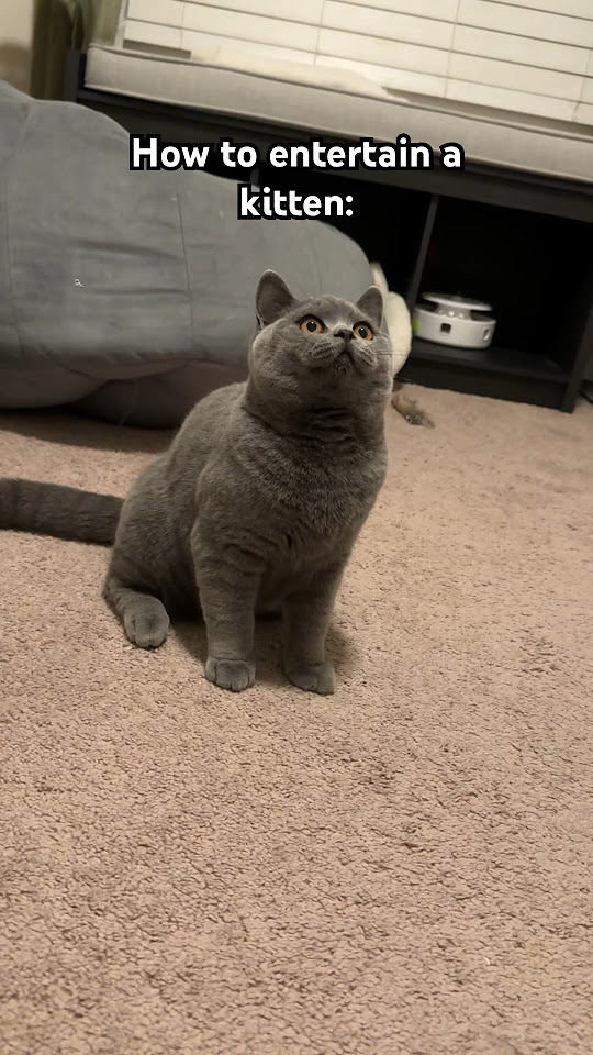 How to entertain a kitten! britishshorthair cat catsofyoutube funny
