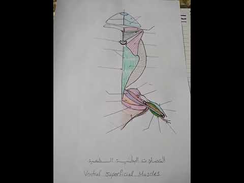 أسهل طريقة لشرح العضلات البطنية السطحية للضفدعة عربي وانجليزي د نورا نبوي Frog anatomy