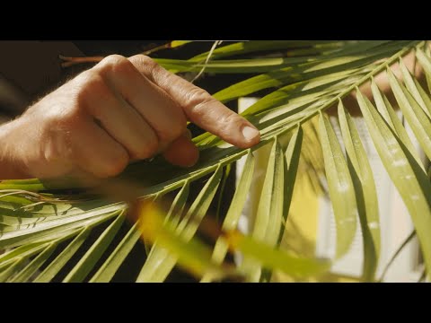 Video: Pindo palmu kaitēkļu problēmas: izplatītas kļūdas, kas ietekmē Pindo palmas