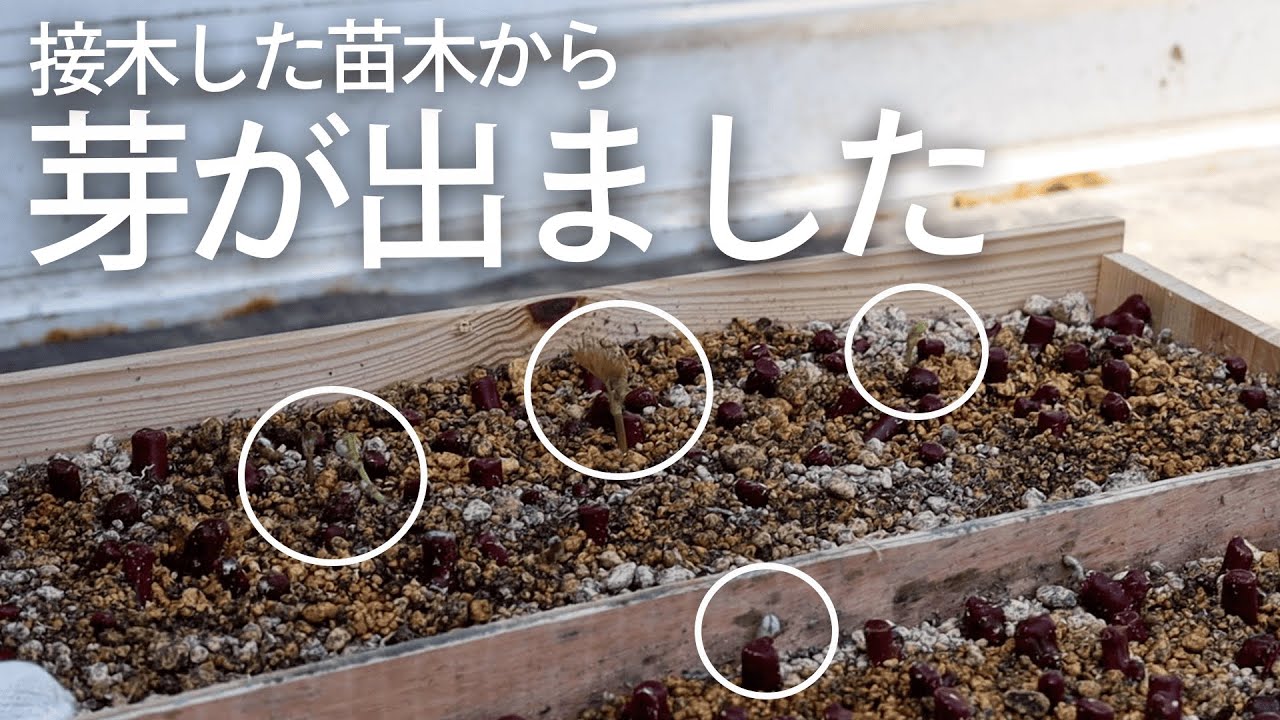 【芽が出た！】接木した苗木の成長とお引越し